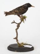 Taxidermy uncased Starling, on naturalistic base, 27cm height