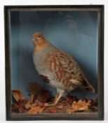Taxidermy cased Grey Partridge in naturalistic setting, 33 x 28cm