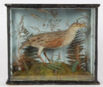 Taxidermy cased Corncrake, in naturalistic setting by A Ellis of Stamford, 28 x 33cm
