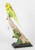 Taxidermy uncased Budgie, on naturalistic base, 30cm height