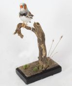 Taxidermy uncased Zebra Finch, on naturalistic base, 22cm height