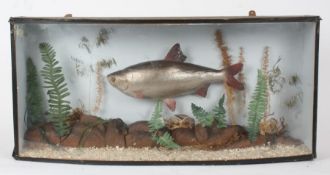 Taxidermy cased Fish, in naturalistic setting, 38 x 82cm