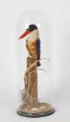 Taxidermy glass domed Black Capped Kingfisher, on naturalistic base, 44cm height