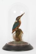 Taxidermy glass domed Kingfisher, on naturalistic base, 30cm high
