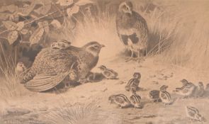 Archibald Thorburn (British, 1860-1935) Partridge signed in pencil (lower left), black and white