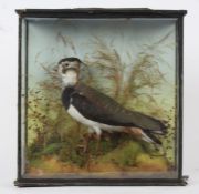 Taxidermy cased Lapwing, in naturalistic setting, 35 x 33cm
