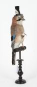 Taxidermy uncased Gentleman Jay, mounted on wooden stand, 45cm height
