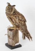 Taxidermy uncased Victorian Long Eared Owl, on wooden base, 38cm height