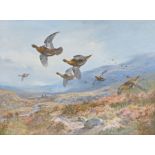 Archibald Thorburn (British, 1860-1935) Grouse in Flight signed in pencil (lower left), coloured