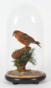 Taxidermy glass domed Crossbill, on naturalistic base, 36cm high