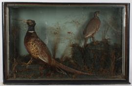 Taxidermy cased Pheasant with Partridge, in naturalistic setting, 53 x 83cmcm