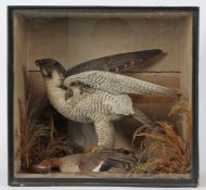 Taxidermy cased Peregrine Falcon, in naturalistic setting, 43 x 46cm