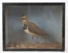 Taxidermy cased Plover in naturalistic setting, 33 x 42cm