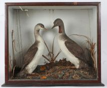 Taxidermy cased pair of Red Throated Divers, in naturalistic setting, 60 x 73cm