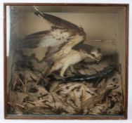 Taxidermy cased Osprey with Fish, in naturalistic setting, 74 x 79cm