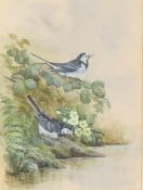 Jenny Haylett (British, 20th Century) Pied Wagtails signed (lower left), watercolour 38 x 28cm (