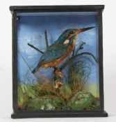 Taxidermy cased Kingfisher, in naturalistic setting, 23 x 19cm
