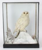 Taxidermy cased Victorian Snowy Owl, in naturalistic snow setting, 55 x 73cm