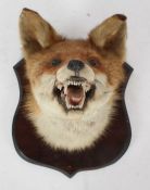 Taxidermy wall hanging Fox head, shield mounted
