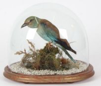 Taxidermy glass domed Indian Roller, on naturalistic base, 28cm high