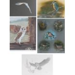 A Collection of five ornithological watercolours, drawings and prints- Paul Brown, "Kingfisher",