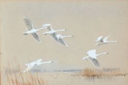 Roland Green (British, 1890-1972) Bewick Swans in Flight signed (lower left), watercolour 34 x