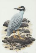Robert Gillmor M.B.E, P.P.S.W.L.A (British, 1936-2022) 'Yellow Crowned Night Heron' signed (lower