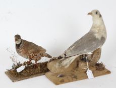 Taxidermy uncased Red Legged Partridge on naturalistic base together with an uncased Gull (2)