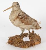 Taxidermy uncased Woodcock, on naturalistic base, 24cm high