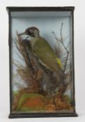 Taxidermy cased Green Woodpecker in naturalistic setting, 39 x 24cm