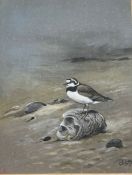 George Edward Lodge (British, 1860-1954) Ringed Plover signed (lower right), watercolour 28 x