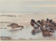 Archibald Thorburn (British, 1860-1935) Mallard signed in pencil (lower left), coloured print with