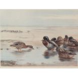 Archibald Thorburn (British, 1860-1935) Mallard signed in pencil (lower left), coloured print with