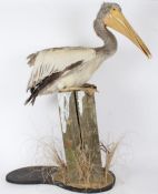 Taxidermy uncased Pelican, mounted on a wooden base, 104cm height