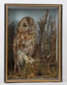 Taxidermy cased Tawny Owl, in naturalistic setting, 44 x 32cm