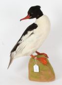 Taxidermy uncased Merganser, on naturalistic base, 46cm height