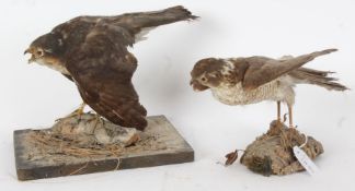 Taxidermy two uncased Sparrowhawks, on bases (2)