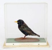 Taxidermy cased Starling, 27 x 29cm