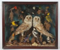 Taxidermy cased group of mixed birds to include pair of Barn Owls, Magpie, Kingfisher ..........