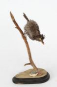 Taxidermy uncased Hairy Woodpecker, on naturalistic base, 29cm height