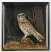 Taxidermy cased Short Eared Owl, in naturalistic setting, 46 x 46cm