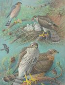 Donald Watson (British, 1918-2005) Sparrowhawk and Goshawk signed and dated 1962 (lower right),