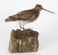 Taxidermy uncased Snipe, mounted on a piece of wood, 23cm height