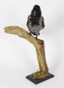 Taxidermy uncased Hooded Crow, on naturalistic base, 56cm height