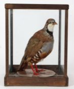 Taxidermy cased Red Legged Partridge, 32 x 24cm