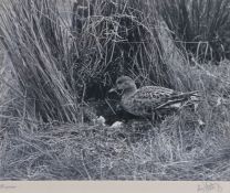 Eric Hosking OBE Hon. FRPS FBIPP (British, 1909-1991) Wigeon signed (lower right), gelatin silver