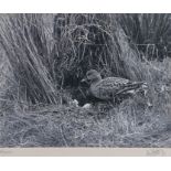 Eric Hosking OBE Hon. FRPS FBIPP (British, 1909-1991) Wigeon signed (lower right), gelatin silver