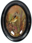 Taxidermy wall hanging cased Goldfinch, in naturalistic setting, 30 x 21cm