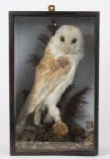 Taxidermy cased Barn Owl in naturalistic setting, 38 x 23cm