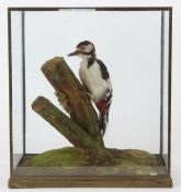 Taxidermy cased Great Spotted Woodpecker on naturalistic base by Rowland Ward, 35 x 32cm